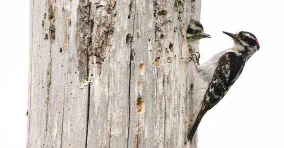 woodpecker feed chick in tree