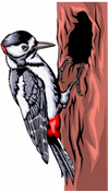 cartoon woodpecker on tree