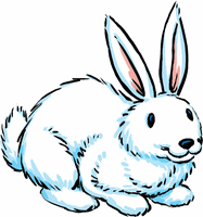 white bunny