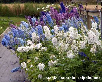 magic fountain delphiniums