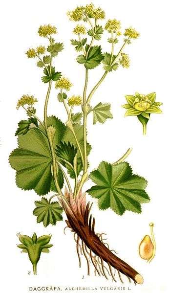 alchemilla vulgaris botanical print