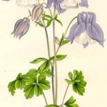 aquilegia alpine botanical print