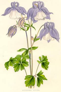 aquilegia alpine botanical print