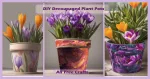 three decoupaged pots of flowering crocus