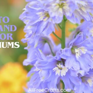 how to grow delphiniums
