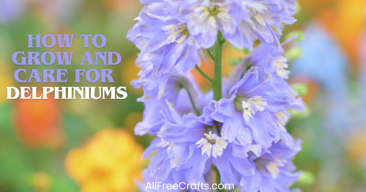 how to grow delphiniums