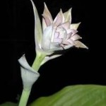 hosta flower