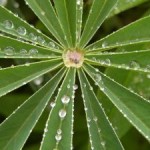 lupin leaf repelling water