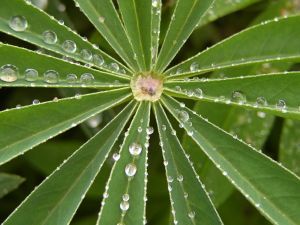 lupin leaf repelling water