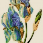 vintage iris botanical print
