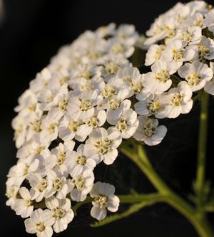 Achillea millefolium