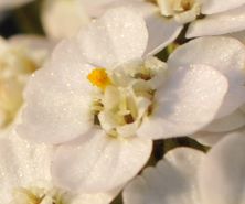 single yarrow flower