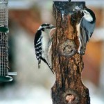 woodpecker and nuthatch