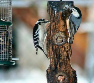 woodpecker and nuthatch