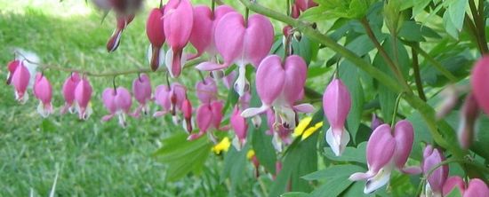 bleeding heart flowers