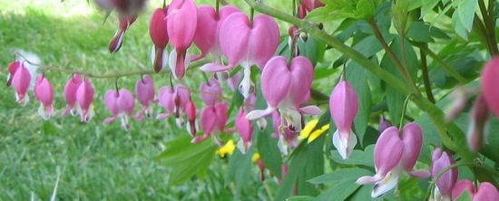 bleeding heart flowers