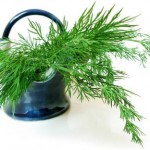 green fronds of dill