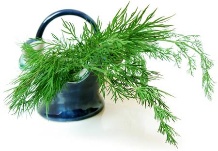 green fronds of dill