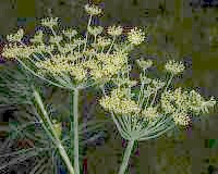 dill flower and seed head