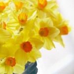forced daffodils in bloom