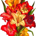 botanical painting of mixed gladiolus bouquet