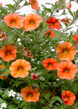 golden petunias