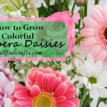 growing gerbera daisies