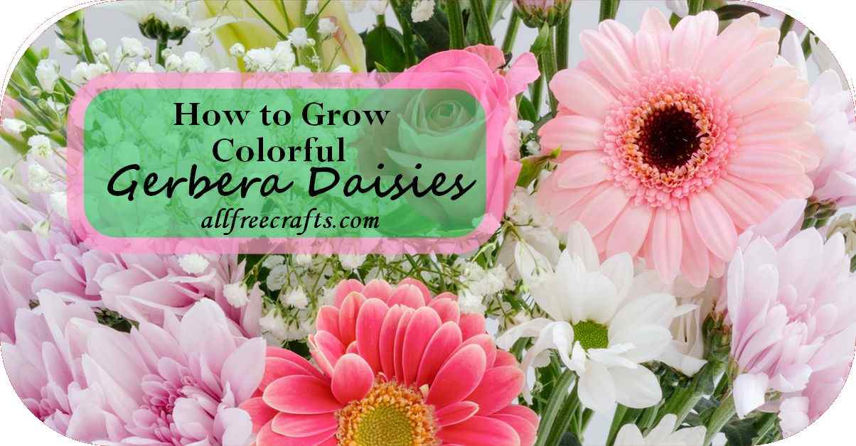 growing gerbera daisies