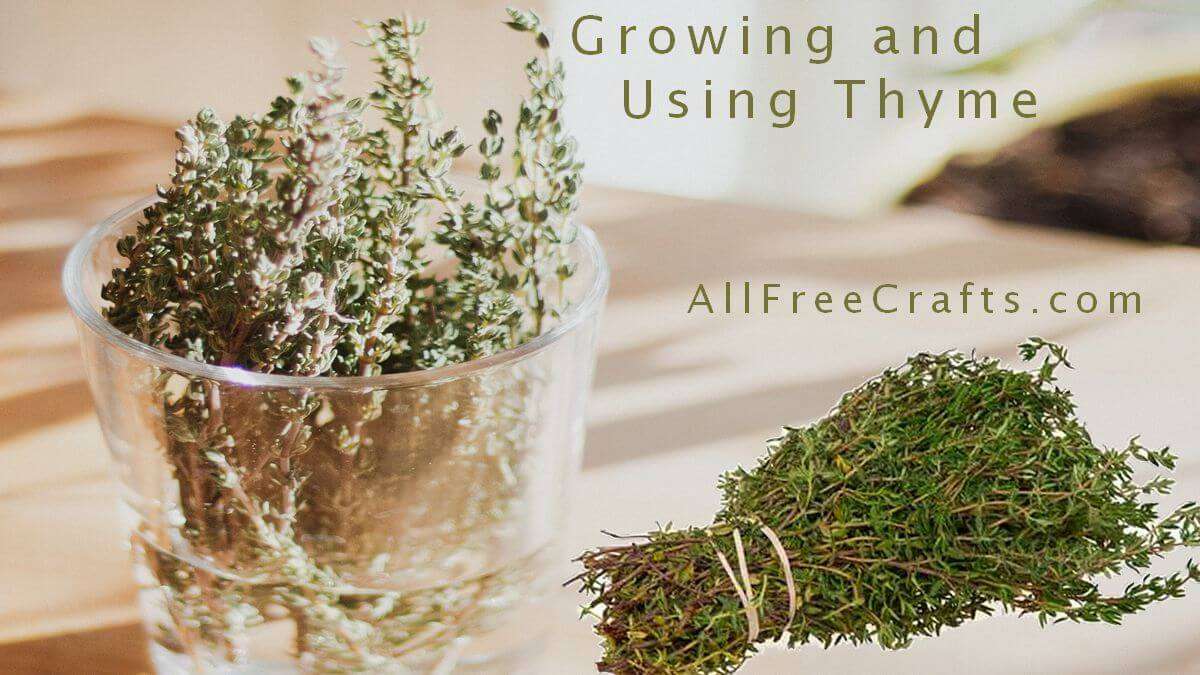 growing and using thyme