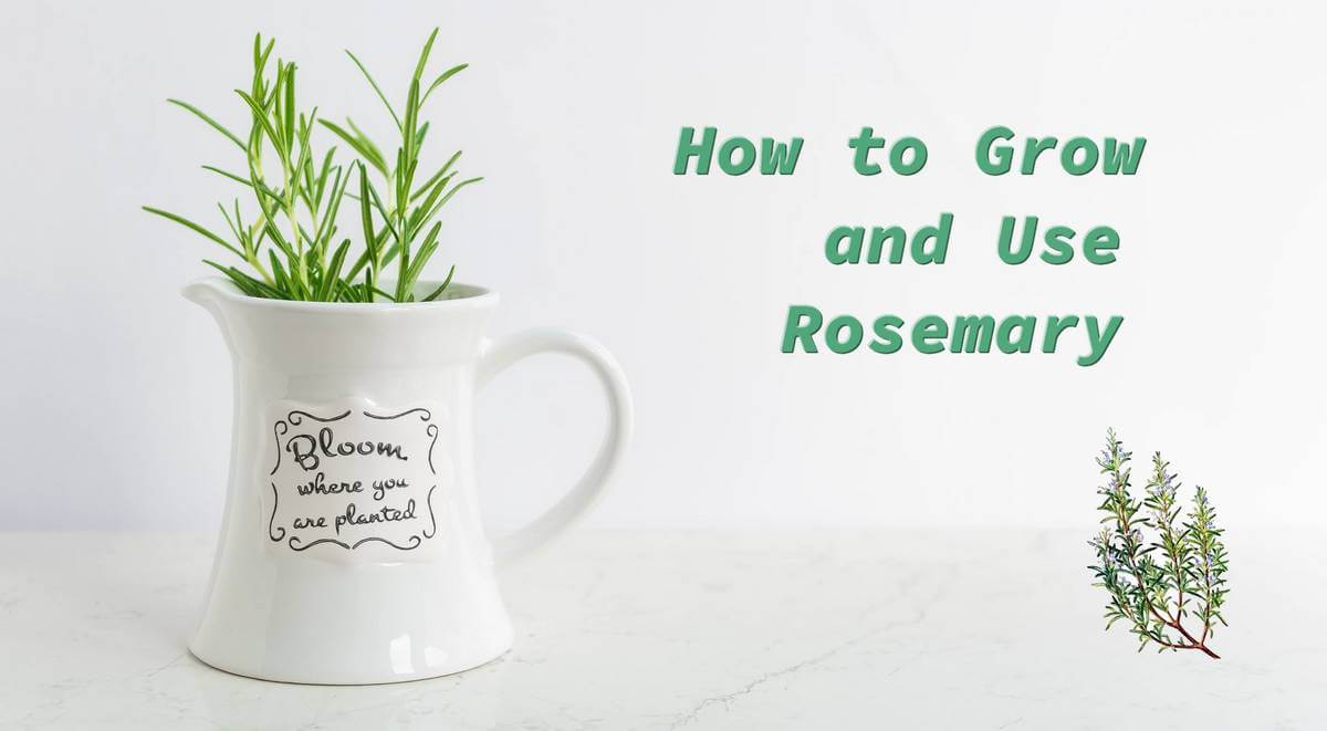 how to grow and use rosemary