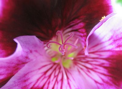 petunia flower macro shot