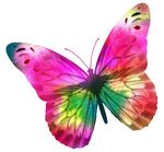 pretty pink butterfly