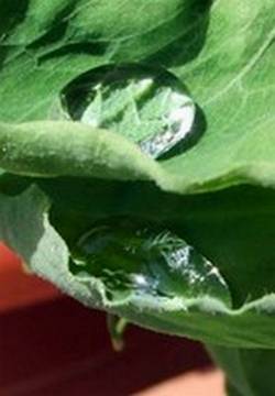 raindrop on leaf