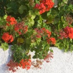 red geraniums in late summer