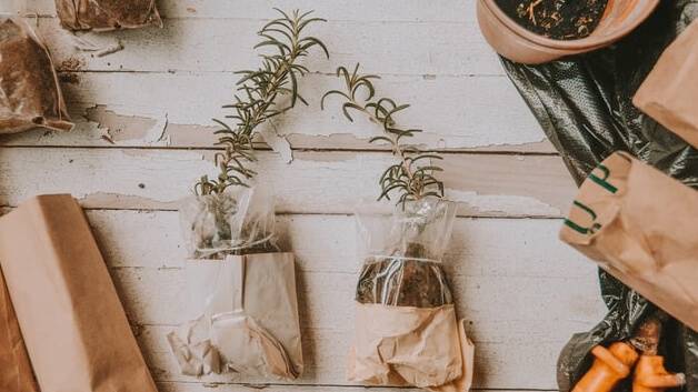 slips of rosemary ready for planting