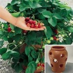 strawberry jar planted with fruit bearing strawberries