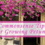 commonsense tips for growing petunias