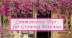 commonsense tips for growing petunias