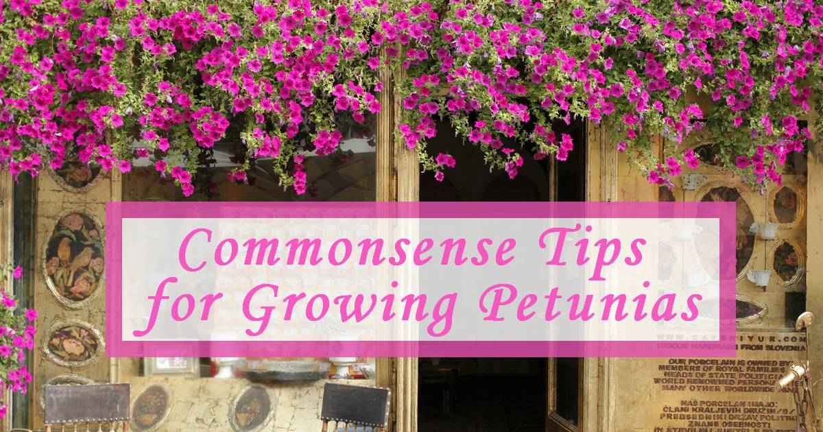 commonsense tips for growing petunias