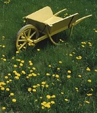 field of grass and dandelions