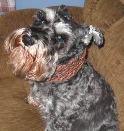 loom knitted dog cowl