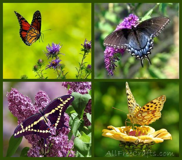 butterflies on flowers