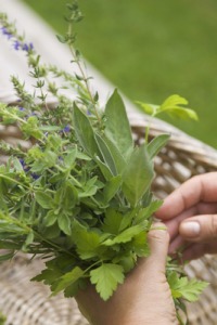 collecting herbs