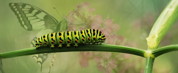 dovetail caterpillar
