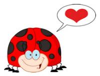 ladybug love