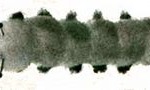 pompom caterpillar