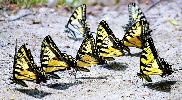 swallowtail butterfies on gravel