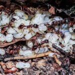 ants tending to eggs in their nest
