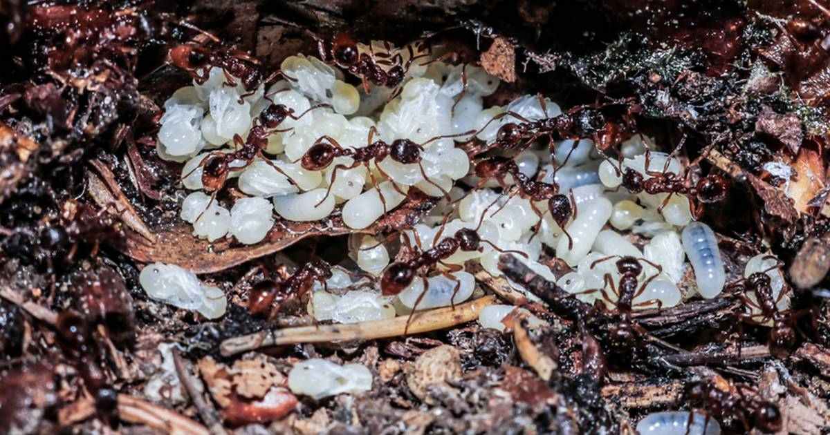 ants tending to eggs in their nest