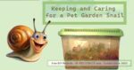 Keeping and caring for pet snails